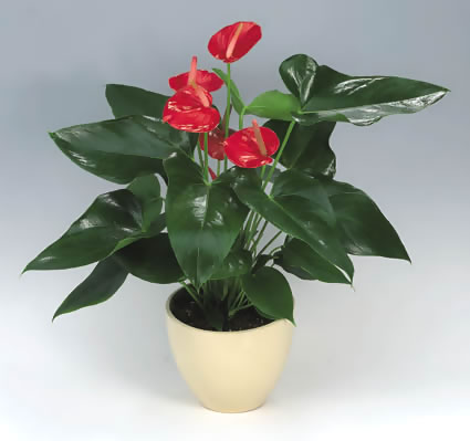 小红掌 盆栽 绿植 办公绿植