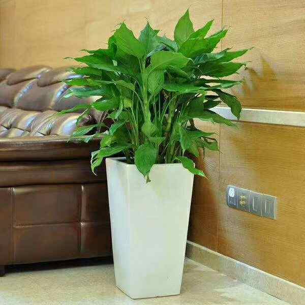 万年青 盆栽 绿植 办公绿植